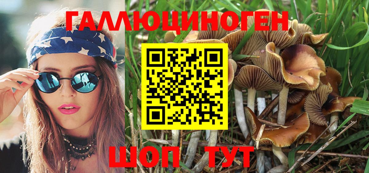 Галлюциногенные грибы Psilocybe Михайловка